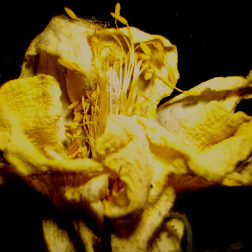 Микроскоп стереоскопический цифровой MAGUS Stereo D9T,  27