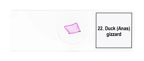 Набор микропрепаратов Levenhuk Discovery Prof DPS 25. «Биология, Птицы и др.»,  11