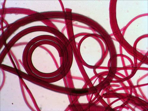 Набор микропрепаратов Levenhuk N80 NG «Увидеть все!»,  11