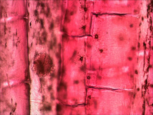 Набор микропрепаратов Levenhuk N80 NG «Увидеть все!»,  13