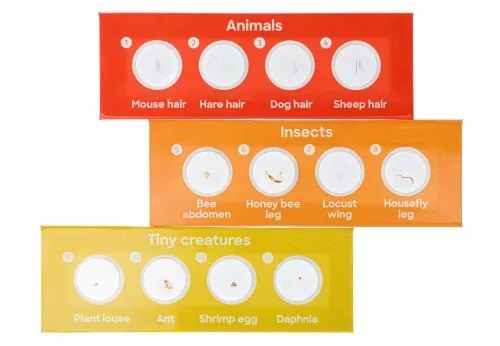 Набор микропрепаратов Levenhuk Discovery «Фауна», 12 шт.,  3