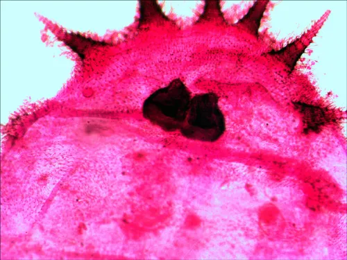 Набор готовых микропрепаратов Levenhuk N20 NG,  12